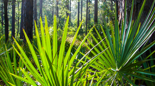 Saw Palmetto for Hair Loss