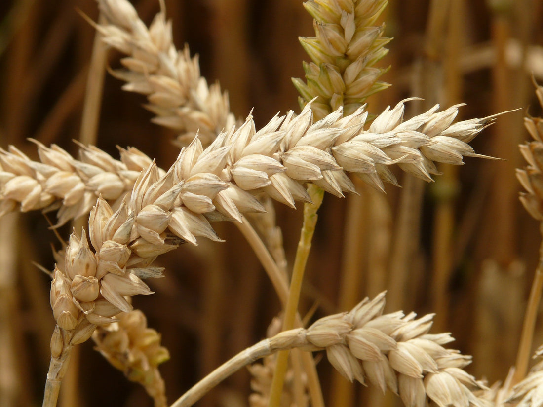 Gluten and Hair Loss